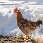 Altes Forstamt Im Teutoburger Wald-fewo Hofgarten