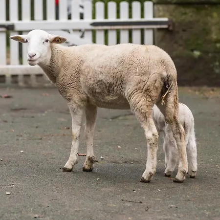 Altes Forstamt Im Teutoburger Wald-fewo Hofgarten Altenbeken