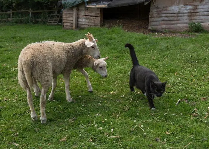 Altes Forstamt Im Teutoburger Wald-fewo Hofgarten Lejlighed *