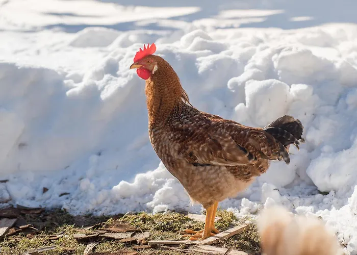 Altes Forstamt Im Teutoburger Wald-fewo Hofgarten