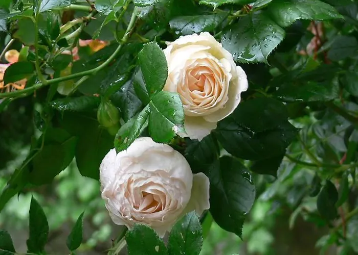 Altes Forstamt Im Teutoburger Wald-fewo Hofgarten Lejlighed Altenbeken